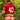 Agacio V-Cut Sheer Men's Thongs  AGK036 Sexy Men's Underwear